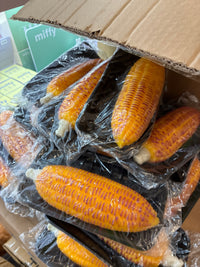 Corn on the Cob Squishy